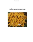 Giống ngô lai Dekalb Gold