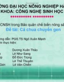 CNSH trong Bảo quản chế biến nông sản - Cà chua chuyển gen