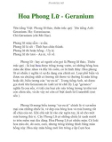 Hoa Phong Lữ - Geranium