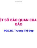 Bài giảng Một số bào quan của tế bào - PGS.TS. Trương Thị Đẹp