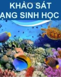 Bài giảng Khảo sát đa dạng sinh học biển