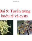 Tuyến trùng bướu rễ và cysts