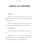 GIỐNG LÚA BM 9855