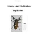 Sâu đục cành Chelidonium argentatum