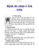 Bệnh đỏ chân ở ếch trâu