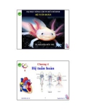 Bài giảng Sinh học động vật: Chương 4 - TS. Nguyễn Hữu Trí