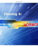 Bài giảng Sinh hoá cơ sở: Hormone - PGS.TS. Ngô Đại Nghiệp và TS. Nguyễn Thị Hồng Thương