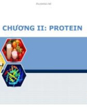 Bài giảng Sinh hoá cơ sở: Protein - PGS.TS. Ngô Đại Nghiệp và TS. Nguyễn Thị Hồng Thương