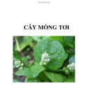 CÂY MỒNG TƠI