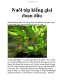 Nuôi tép kiểng giai đoạn đầu