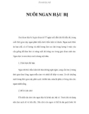 NUÔI NGAN HẬU BỊ