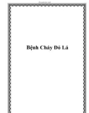 Bệnh Cháy Đỏ Lá