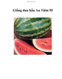 Giống dưa hấu An Tiêm 95