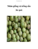 Nhân giống và trồng sấu ăn quả