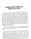 Phương pháp chọn lựa chim cu gáy tốt