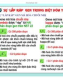 Điều hòa gene hệ miễn dịch ở động vật có xương sống part 8