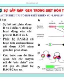 Điều hòa gene hệ miễn dịch ở động vật có xương sống part 9