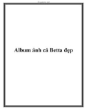 Album ảnh cá Betta đẹp