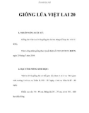 GIỐNG LÚA VIỆT LAI 20