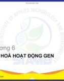 Bài giảng Sinh học phân tử: Chương 6 - Bùi Hồng Quân