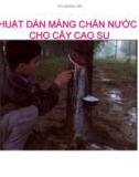 KỸ THUẬT DÁN MÁNG CHẮN NƯỚC MƯA CHO CÂY CAO SU