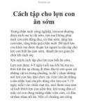 Cách tập cho lợn con ăn sớm