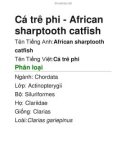 Cá trê phi - African sharptooth catfish