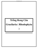 Trồng Rong Câu Gracilaria ( Rhodophyta )