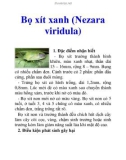 Bọ xít xanh (Nezara viridula)