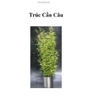 Trúc Cần Câu