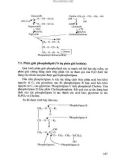 Giáo trình hóa sinh thực vật part 6