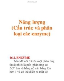 Năng lượng (Cấu trúc và phân loại các enzyme)