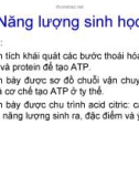 Năng lượng sinh học