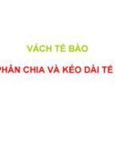 VÁCH TẾ BÀO SỰ PHÂN CHIA VÀ KÉO DÀI TẾ BÀO