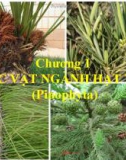 Chương 1: THỰC VẬT NGÀNH HẠT TRẦN (Pinophyta)