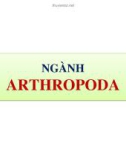 Bài giảng Cổ sinh vật học - Chương 7: Ngành Arthropoda