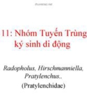 Nhóm tuyến trùng nội ký sinh di động