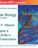 Lecture Molecular biology (Fifth Edition): Chapter 8 - Robert F. Weaver