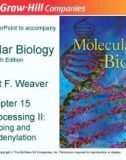 Lecture Molecular biology (Fifth Edition): Chapter 15 - Robert F. Weaver