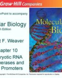 Lecture Molecular biology (Fifth Edition): Chapter 10 - Robert F. Weaver