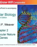 Lecture Molecular biology (Fifth Edition): Chapter 2 - Robert F. Weaver