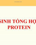 BÀI GIẢNG DI TRUYỀN HỌC: SINH TỔNG HỢP PROTEIN