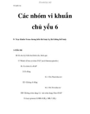 Vi sinh vật - Các nhóm vi khuẩn chủ yếu 6