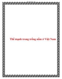 Thế mạnh trong trồng nấm ở Việt Nam