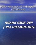 Bài giảng Động vật chưa có thể xoang (Acoelomata): Ngành giun dẹp (Plathelminthes)