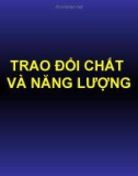 Bài giảng Trao đổi chất và năng lượng