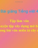 Bài giảng TLV: Luyện tập dựng mở bài trong văn tả cây - Tiếng việt 4 - GV.N.Hoài Thanh