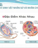 Chương 2: So sánh vi sinh vật nhân sơ và nhân chuẩn