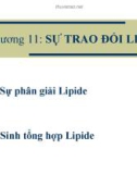 Bài giảng đại cương hóa sinh học - Chương 11