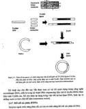 Di truyền phân tử part 3